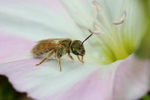 Réf. 240 714 : Seladonia (pollinosa-vestita)